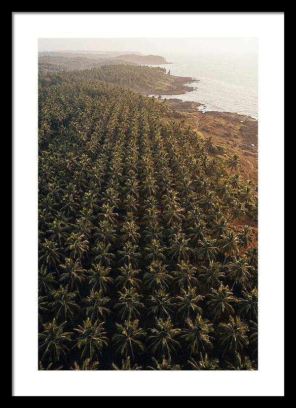 Drone View Of Lush Coconut Grove