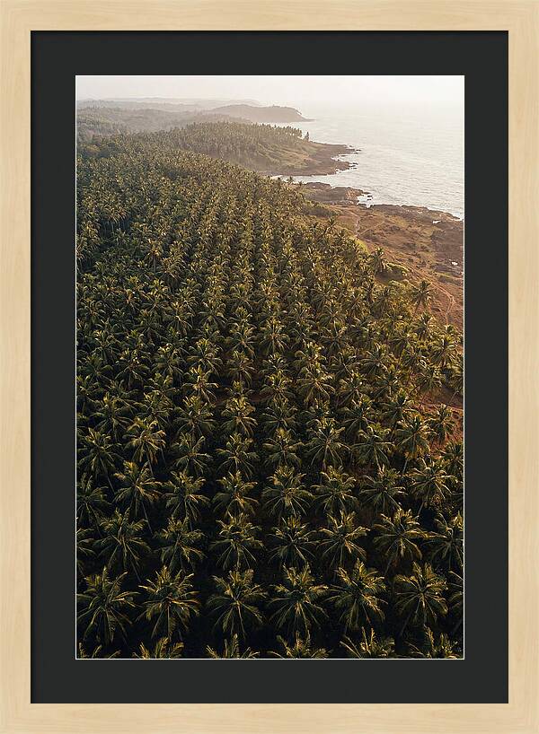 Drone View Of Lush Coconut Grove