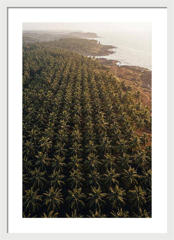 Drone View Of Lush Coconut Grove