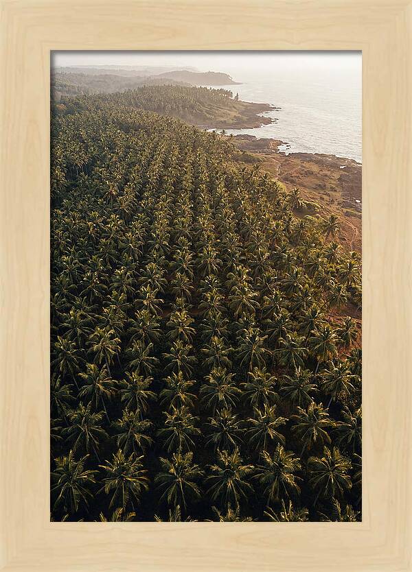 Drone View Of Lush Coconut Grove
