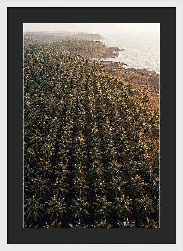 Drone View Of Lush Coconut Grove