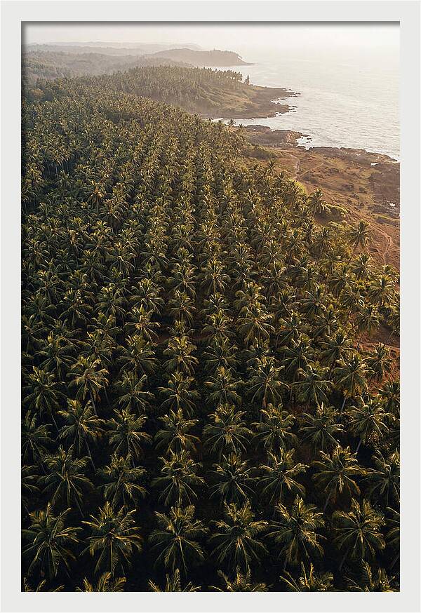 Drone View Of Lush Coconut Grove