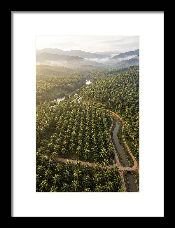 Drone View Of Lush Coconut Plantation