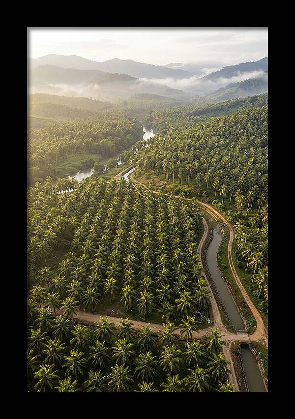 Drone View Of Lush Coconut Plantation