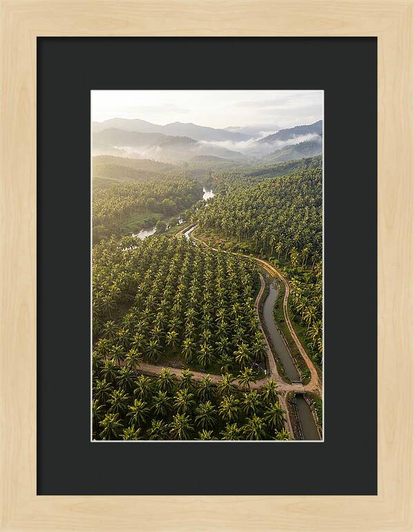 Drone View Of Lush Coconut Plantation