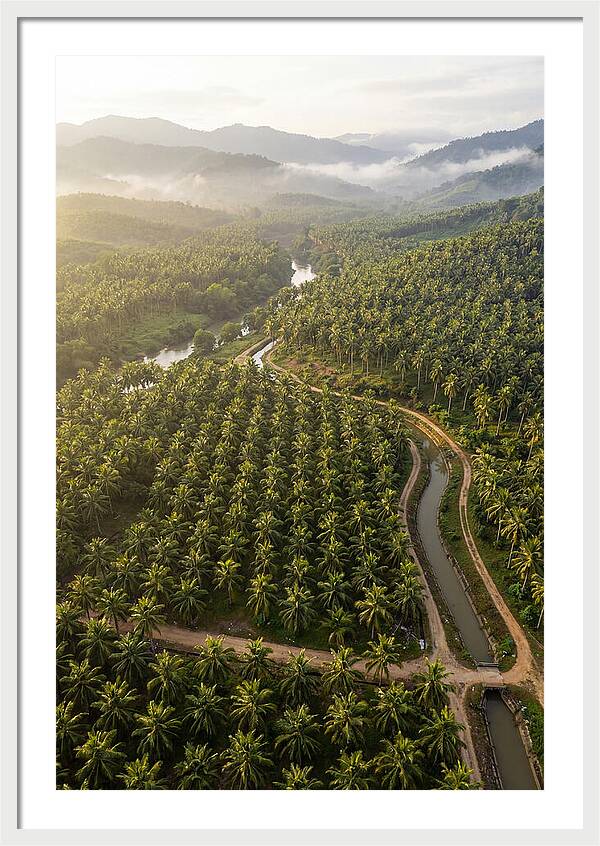 Drone View Of Lush Coconut Plantation