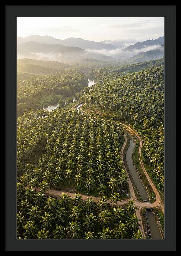Drone View Of Lush Coconut Plantation