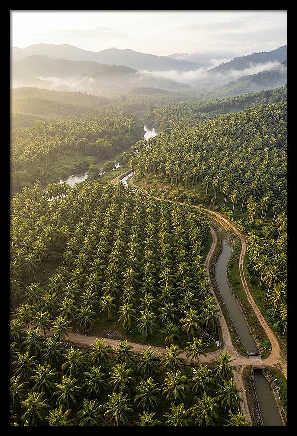 Drone View Of Lush Coconut Plantation