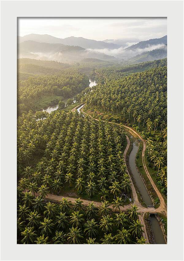 Drone View Of Lush Coconut Plantation