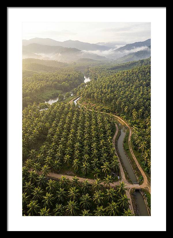 Drone View Of Lush Coconut Plantation