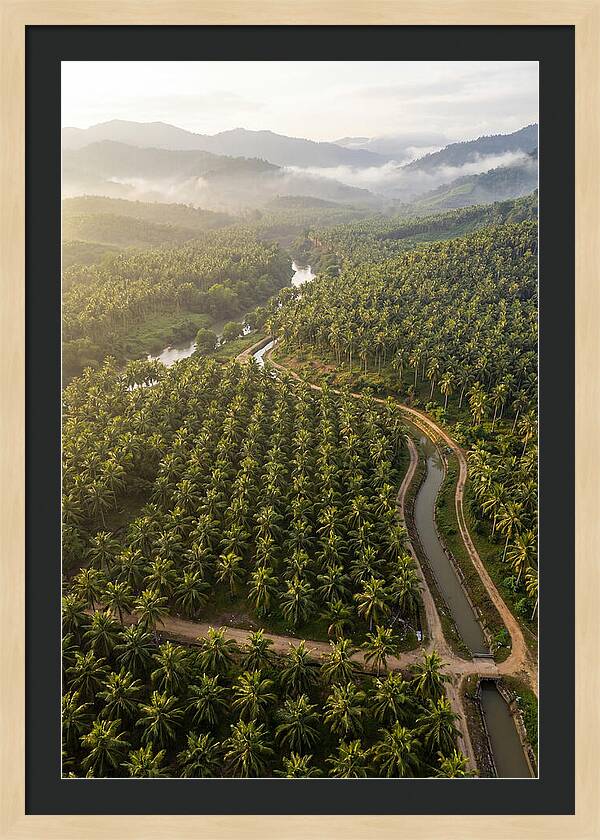 Drone View Of Lush Coconut Plantation