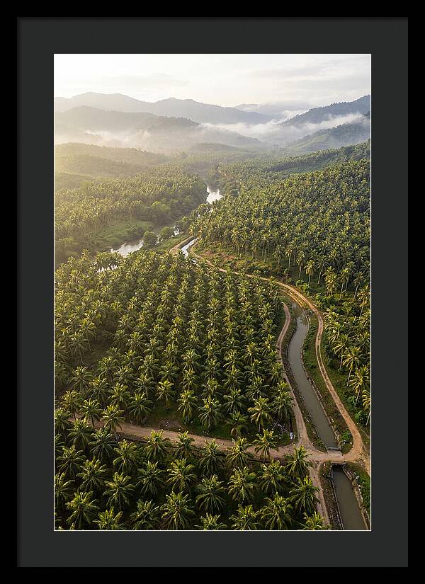 Drone View Of Lush Coconut Plantation