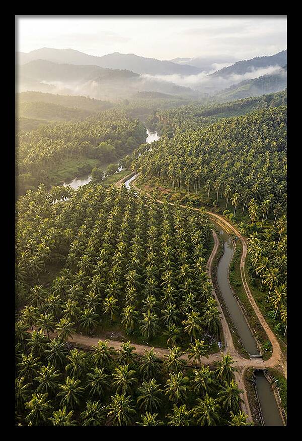 Drone View Of Lush Coconut Plantation