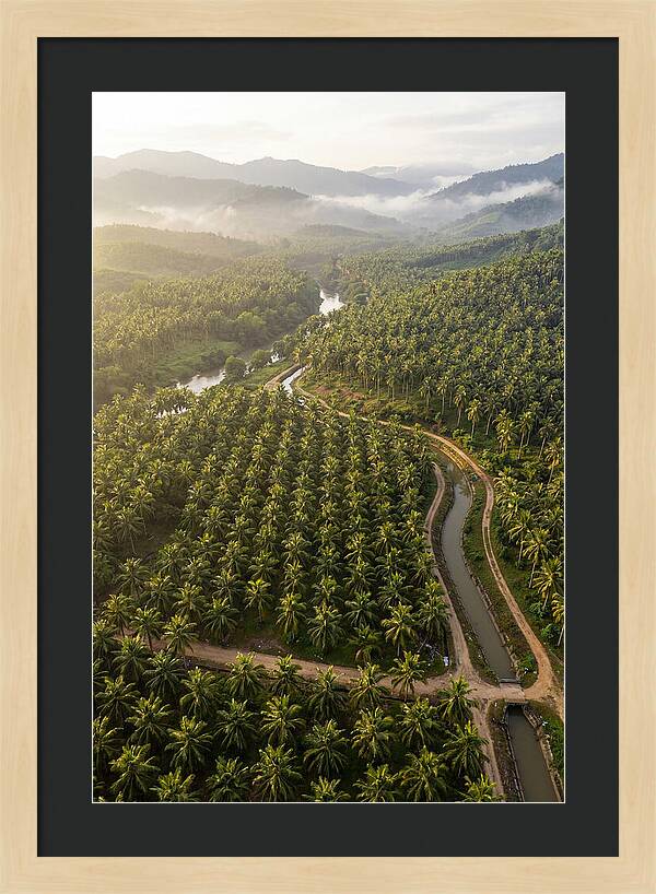Drone View Of Lush Coconut Plantation