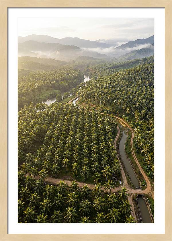 Drone View Of Lush Coconut Plantation