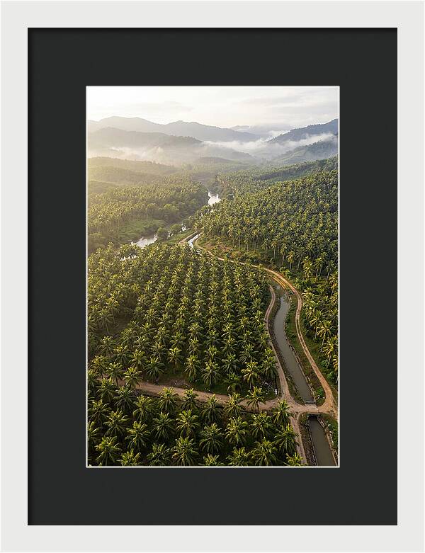 Drone View Of Lush Coconut Plantation