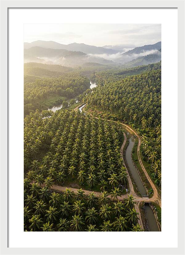 Drone View Of Lush Coconut Plantation