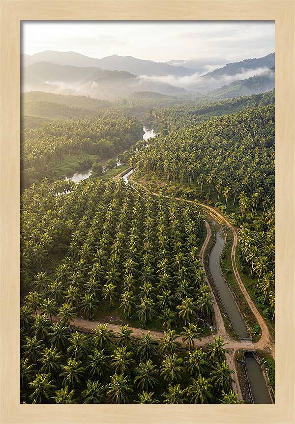 Drone View Of Lush Coconut Plantation