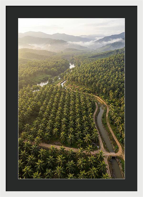 Drone View Of Lush Coconut Plantation