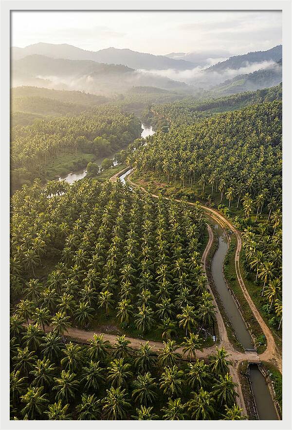 Drone View Of Lush Coconut Plantation