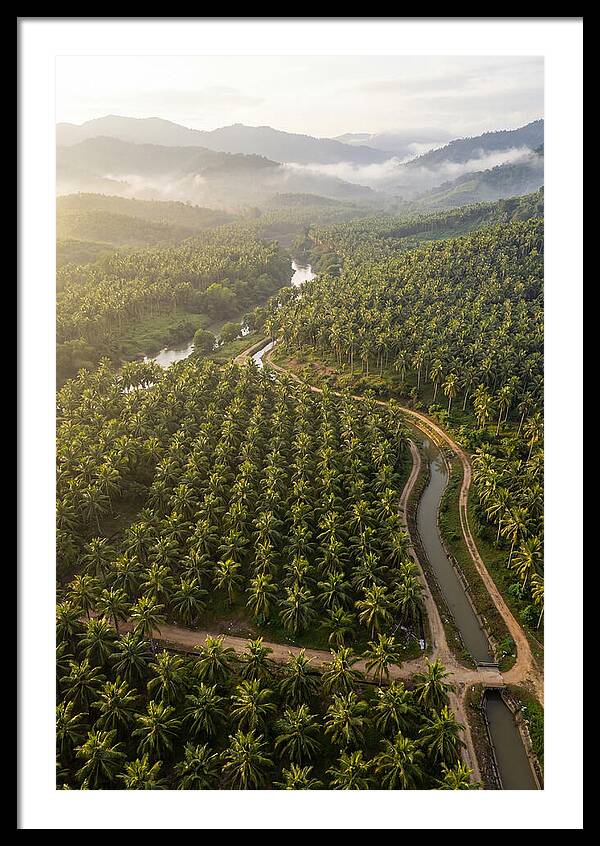 Drone View Of Lush Coconut Plantation