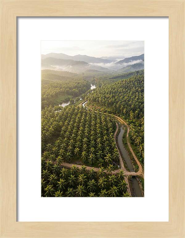 Drone View Of Lush Coconut Plantation