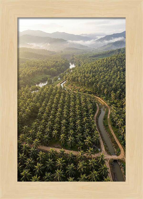 Drone View Of Lush Coconut Plantation