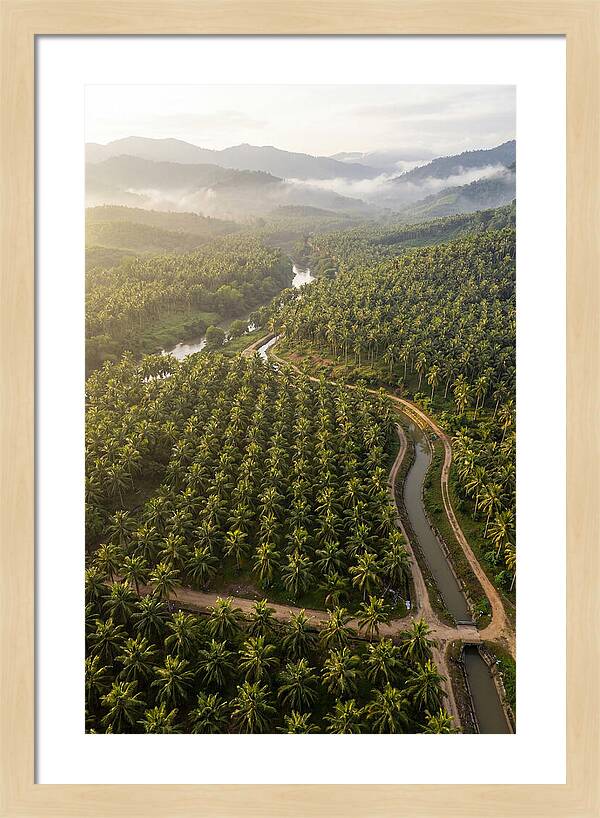 Drone View Of Lush Coconut Plantation
