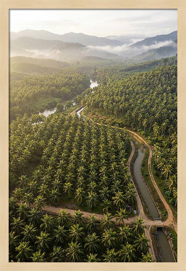 Drone View Of Lush Coconut Plantation