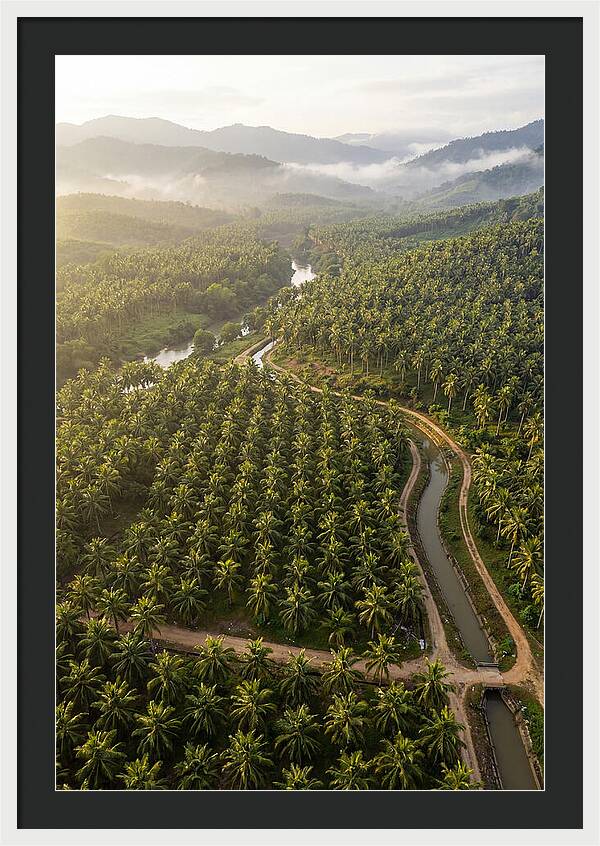 Drone View Of Lush Coconut Plantation