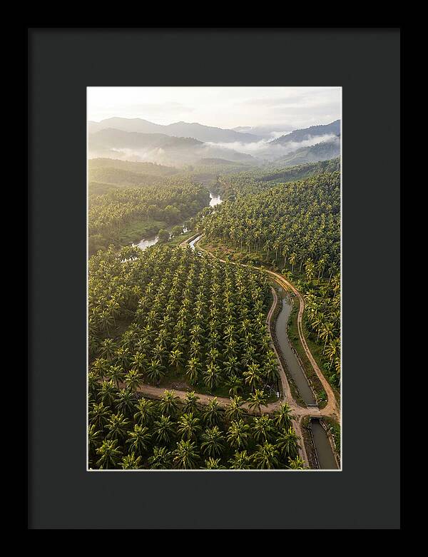 Drone View Of Lush Coconut Plantation
