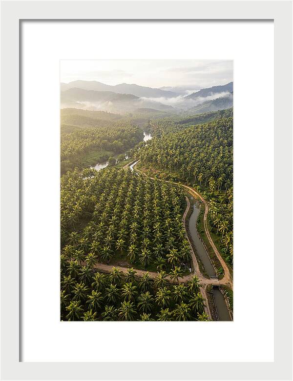 Drone View Of Lush Coconut Plantation