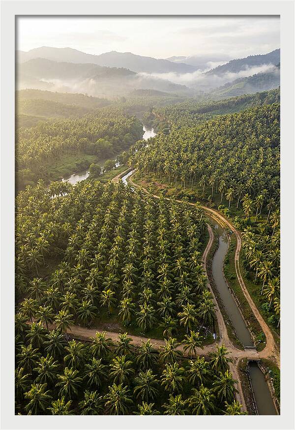 Drone View Of Lush Coconut Plantation
