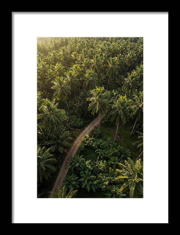 Drone View Of Lush Palm Grove