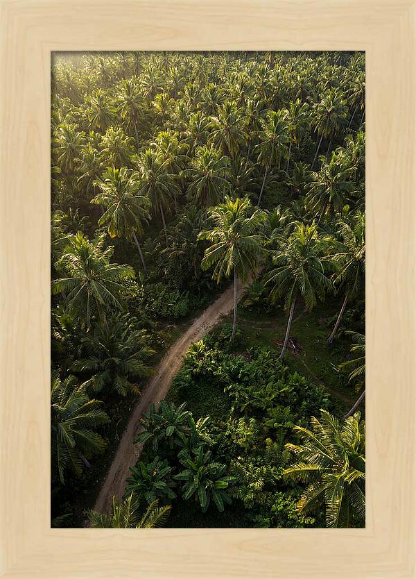 Drone View Of Lush Palm Grove