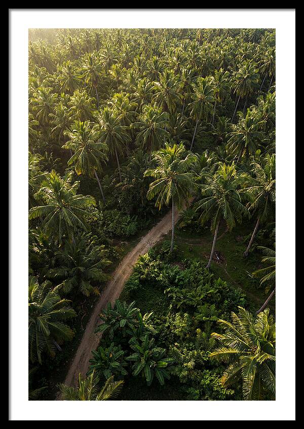 Drone View Of Lush Palm Grove