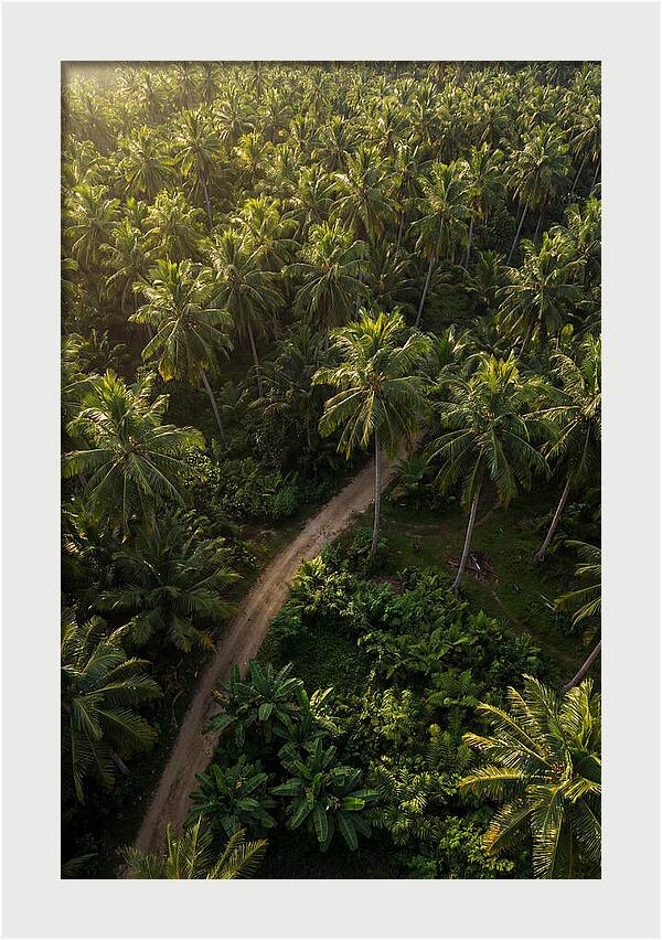 Drone View Of Lush Palm Grove