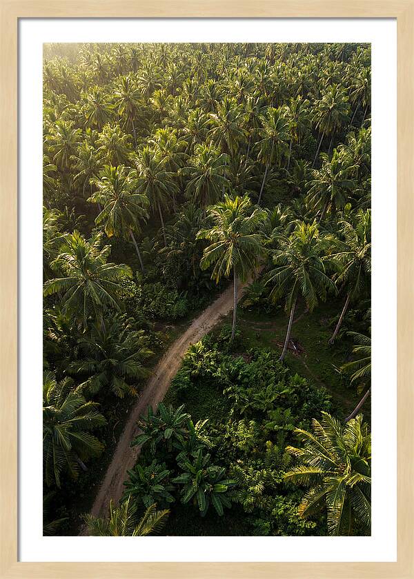 Drone View Of Lush Palm Grove