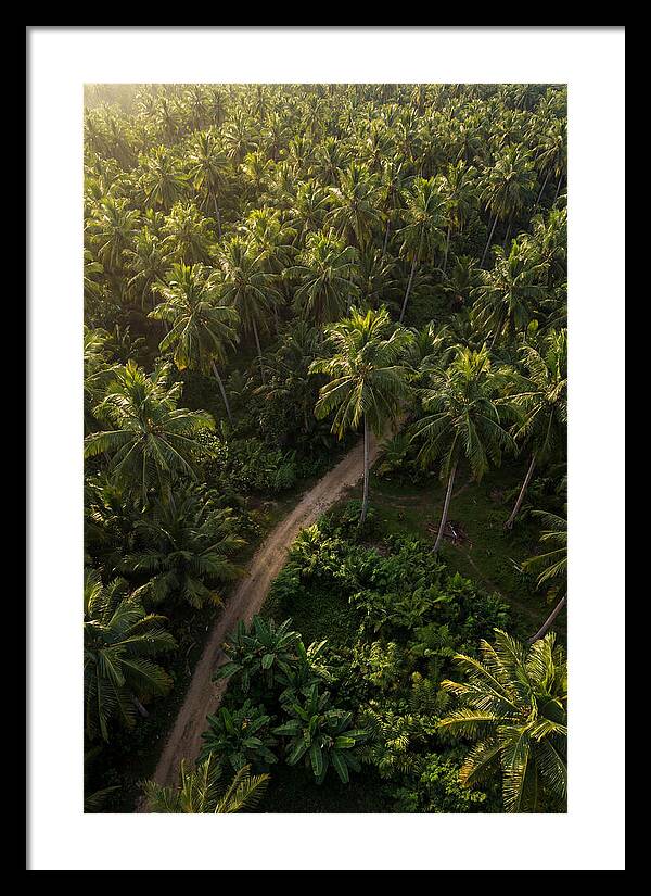 Drone View Of Lush Palm Grove