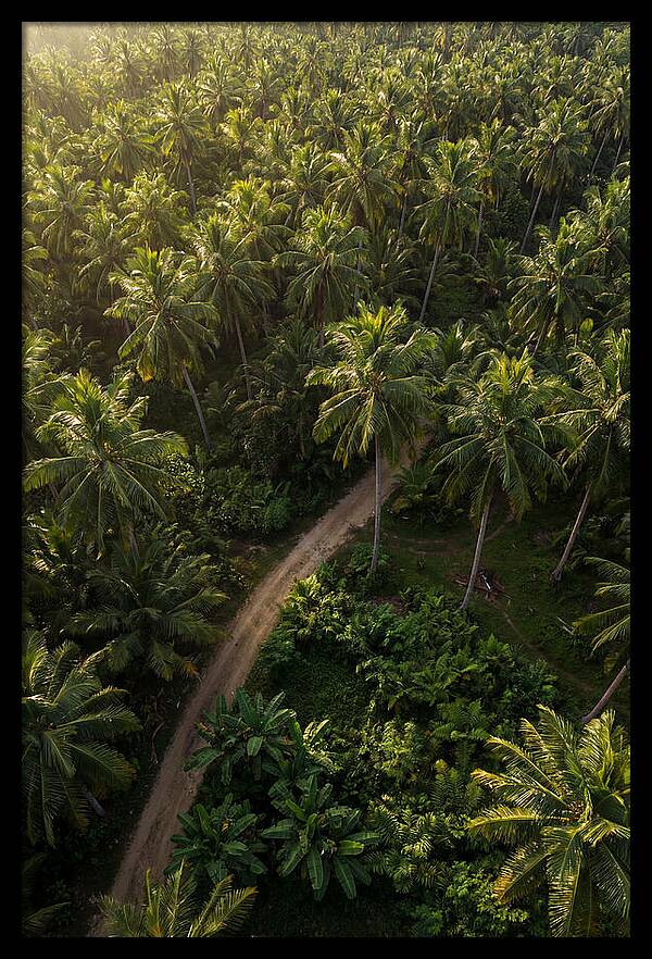 Drone View Of Lush Palm Grove