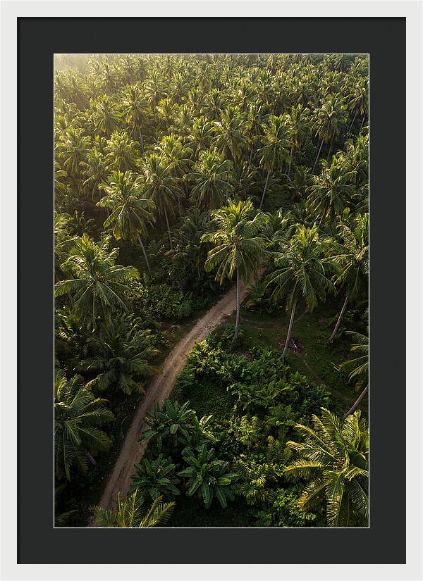 Drone View Of Lush Palm Grove