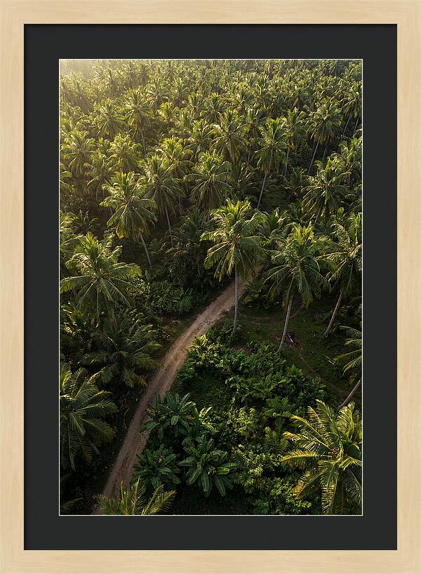 Drone View Of Lush Palm Grove