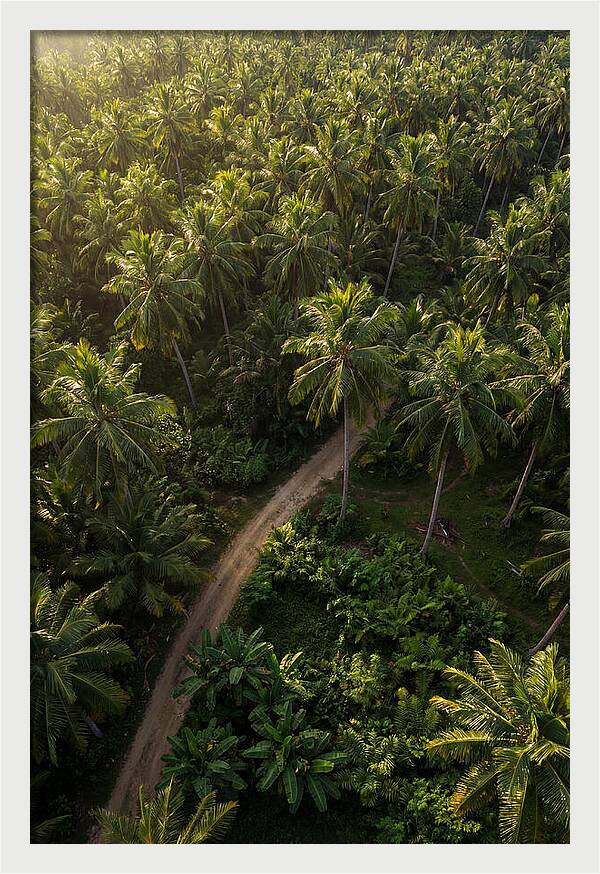 Drone View Of Lush Palm Grove