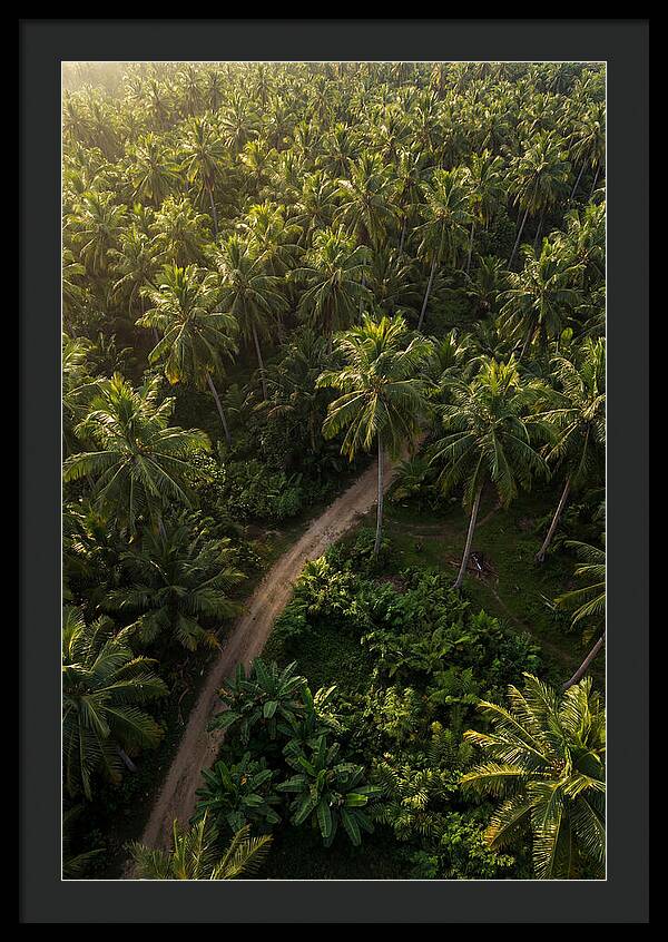 Drone View Of Lush Palm Grove