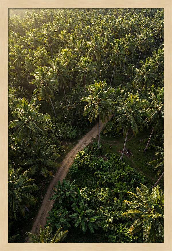 Drone View Of Lush Palm Grove