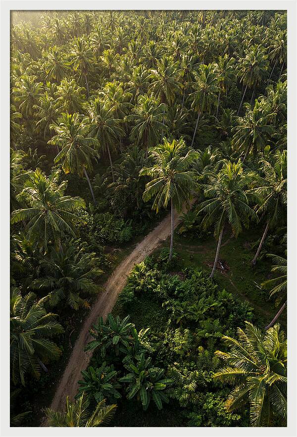 Drone View Of Lush Palm Grove