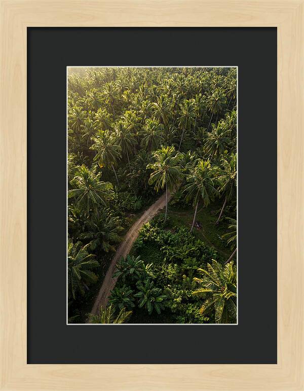 Drone View Of Lush Palm Grove
