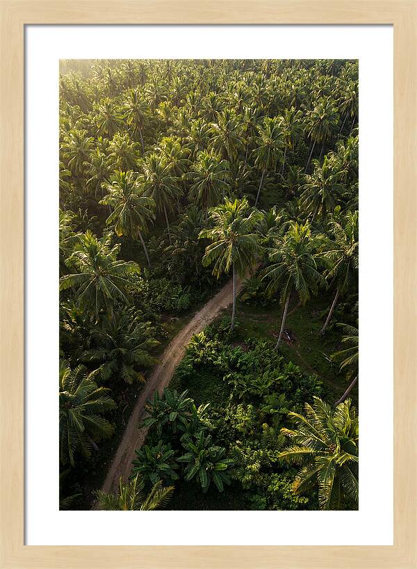 Drone View Of Lush Palm Grove