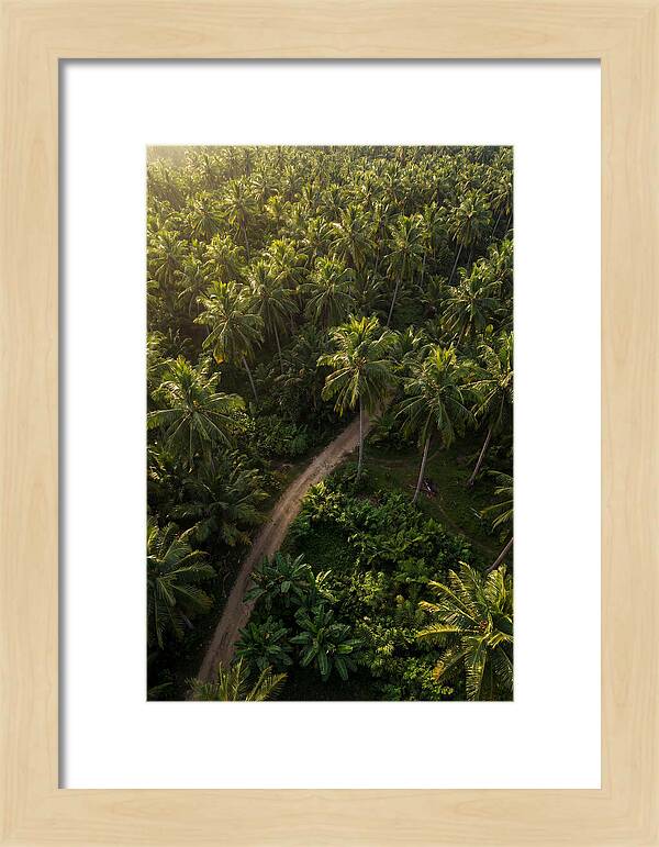 Drone View Of Lush Palm Grove