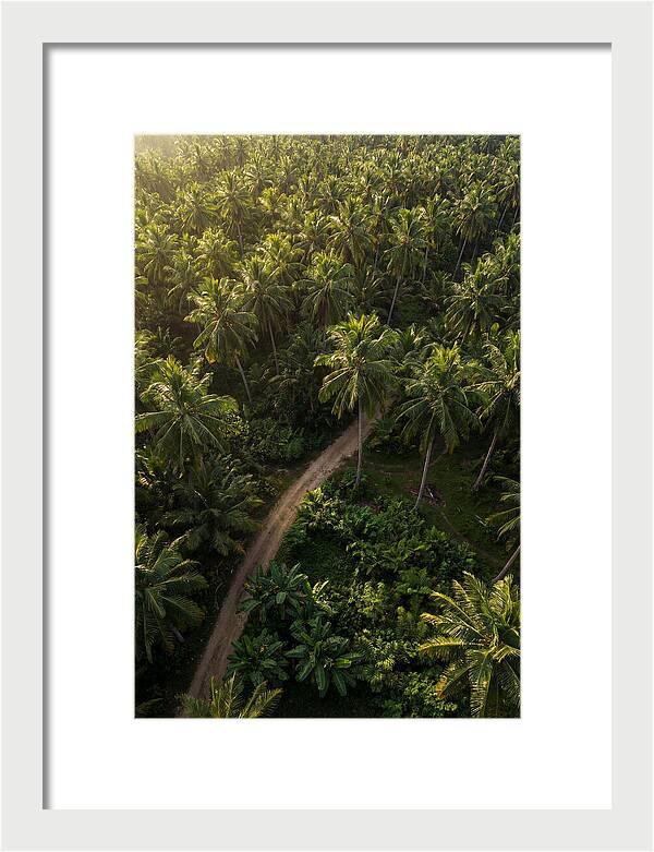 Drone View Of Lush Palm Grove